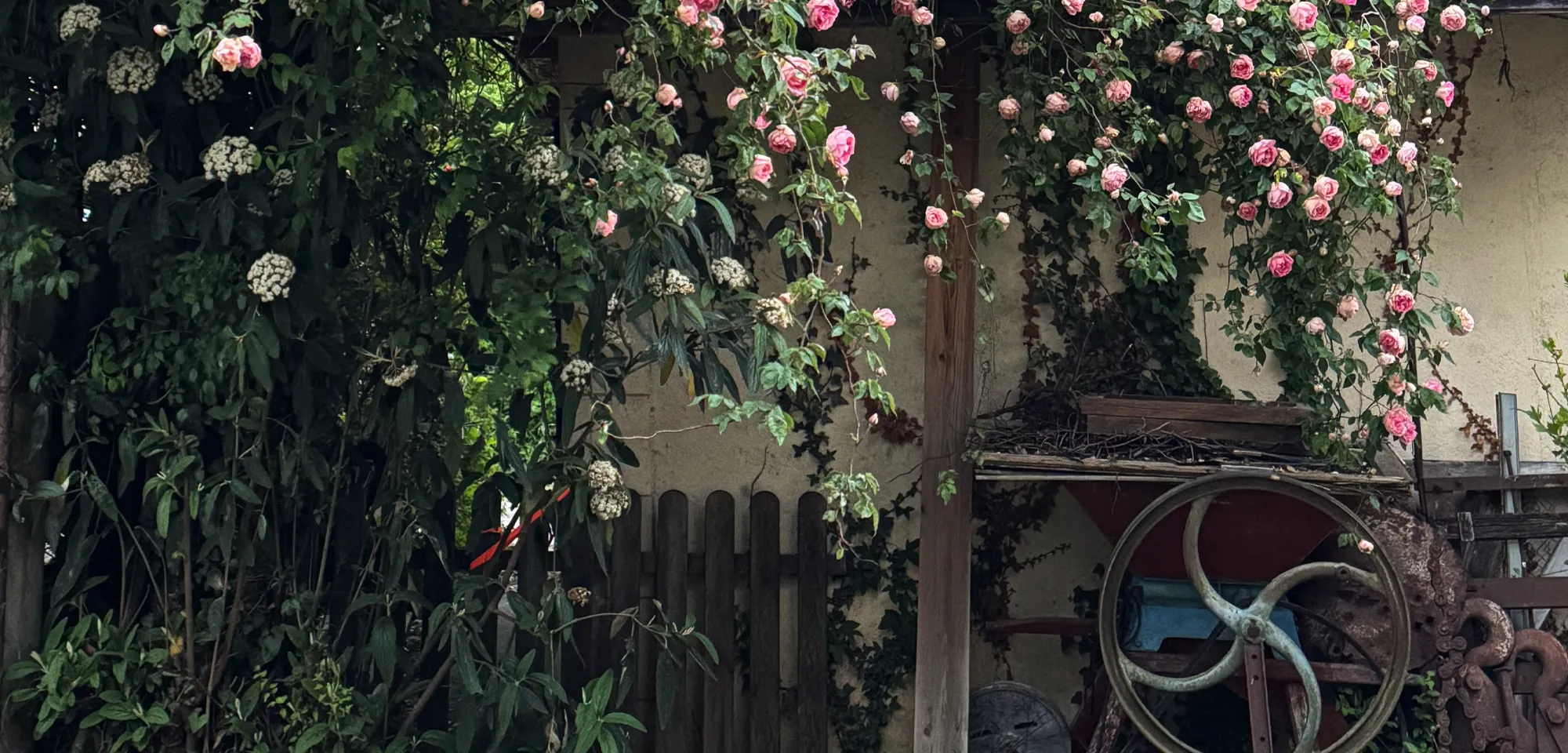 Grandmothers Rose Bush